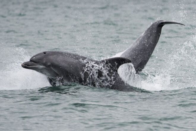 Setubal & Tróia: Sado Estuary Dolphin Watching Boat Trip - Departure Options