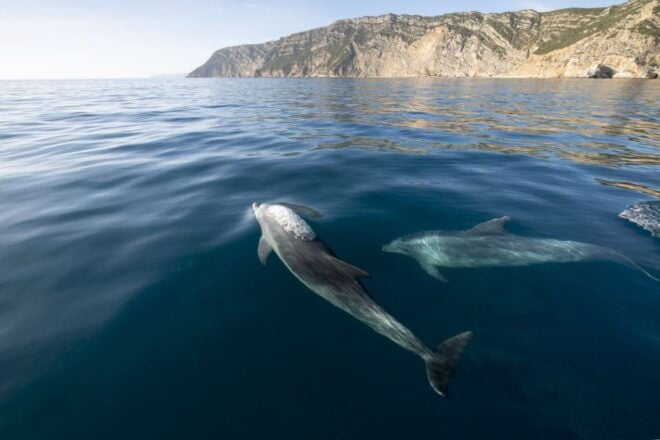 Setubal & Tróia: Sado Estuary Dolphin Watching Boat Trip - Customer Reviews