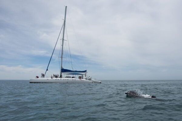 Setubal & Tróia: Sado Estuary Dolphin Watching Boat Trip - Common Questions