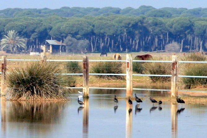 Sevilla Mountain Bike Tour Dehesa De Abajo Doñana - Use of Bicycle