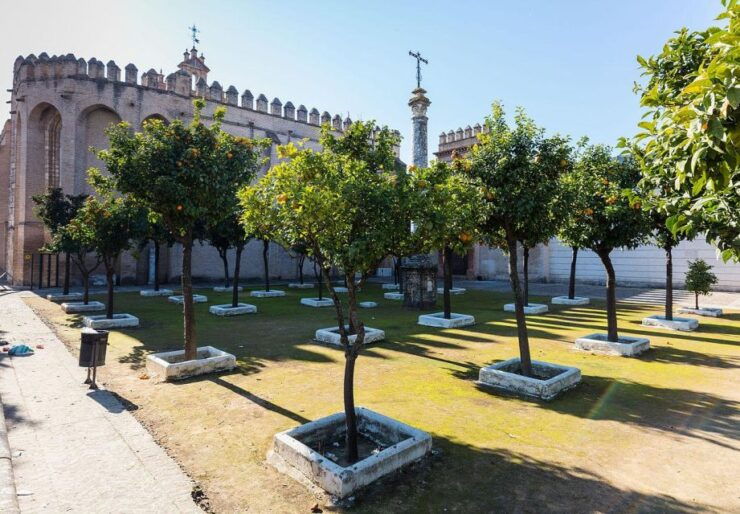 Sevilla: San Isidoro Del Campo Monastery Guided Tour - Tour Details & Highlights