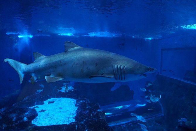 Seville Aquarium Admission Ticket - Overview and Features of Seville Aquarium