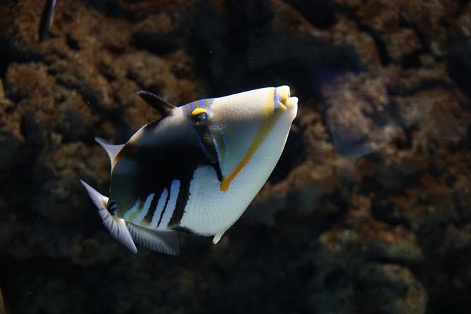 Seville Aquarium Admission Ticket - The Sum Up