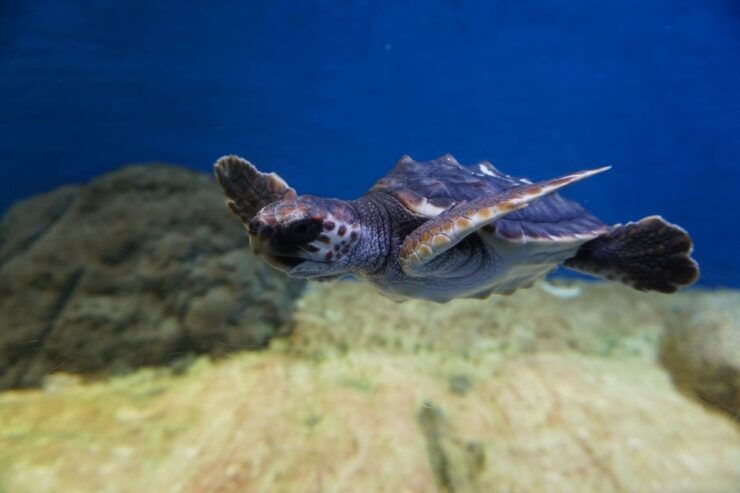 Seville Aquarium Admission Ticket - Ticket Details and Benefits