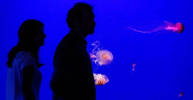 Seville Aquarium Admission Ticket - Experience at Seville Aquarium