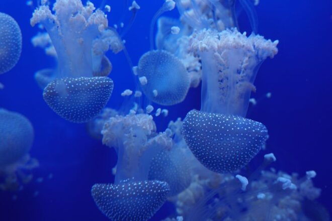 Seville Aquarium Admission Ticket - Inclusions With Admission