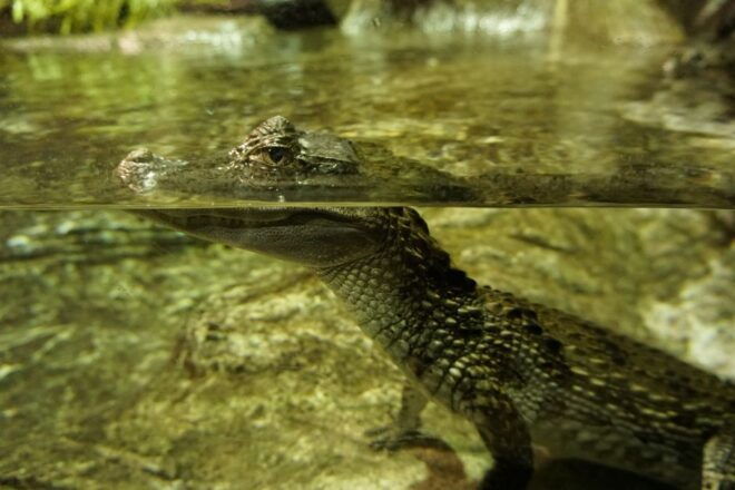 Seville Aquarium Admission Ticket - Practical Information and Reviews