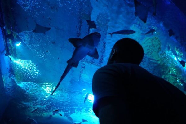 Seville Aquarium Admission Ticket - Common Questions