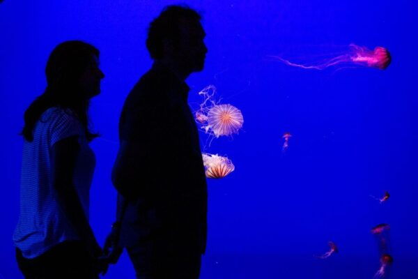 Seville Aquarium Admission Ticket - The Sum Up