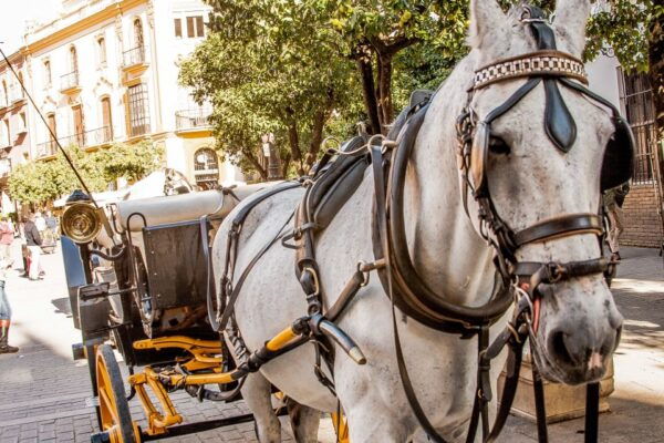 Seville: Authentic and Romantic Horse-Drawn Carriage Ride - Common Questions