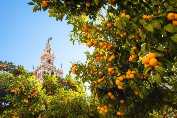 Seville Centre: Walking Tour With Audio Guide on App - Directions