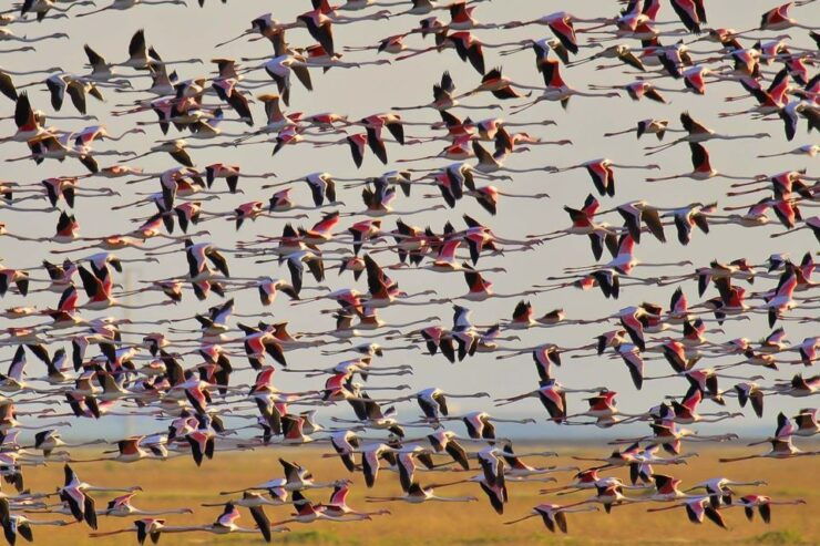 Seville: Doñana National Park Full-Day Tour - Booking Details and Flexibility