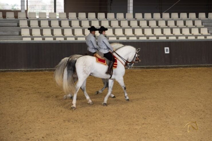 Seville: Horse Show Entry Ticket. Optional Stud Farm Visit - Experience Highlights