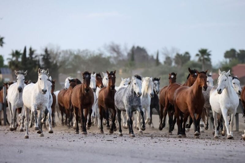 Seville: Horses Show Entry Ticket. Optional Stud Farm Visit - Good To Know