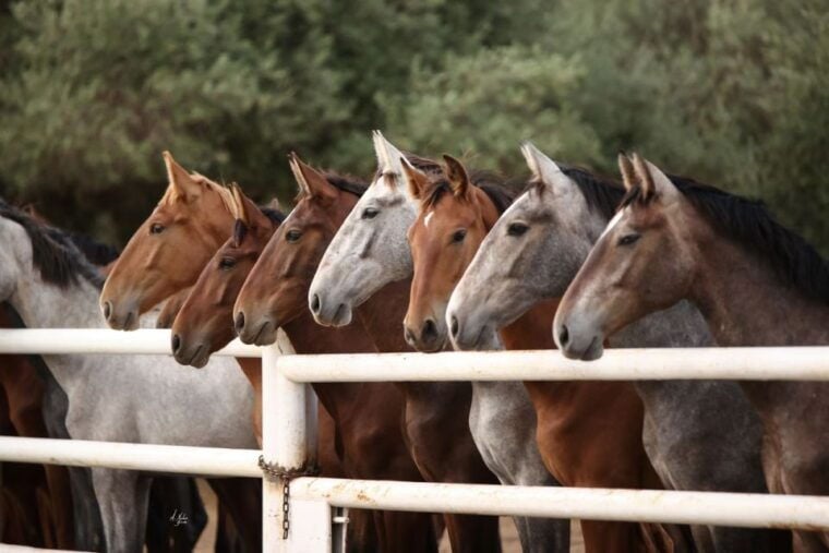 Seville: Horses Show Entry Ticket. Optional Stud Farm Visit - Highlights of the Experience