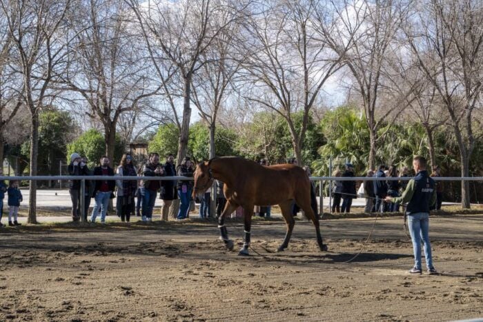 Seville: Horses Show Entry Ticket. Optional Stud Farm Visit - Itinerary Overview