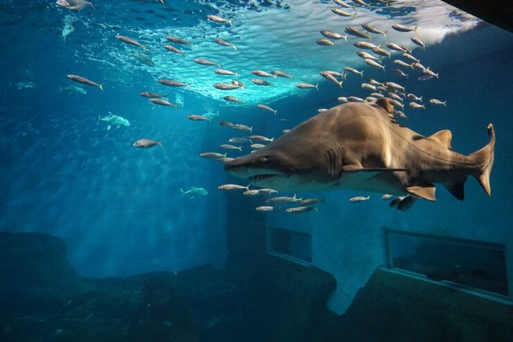 Seville: Minibus Tour, Aquarium and River Cruise - Tour Overview
