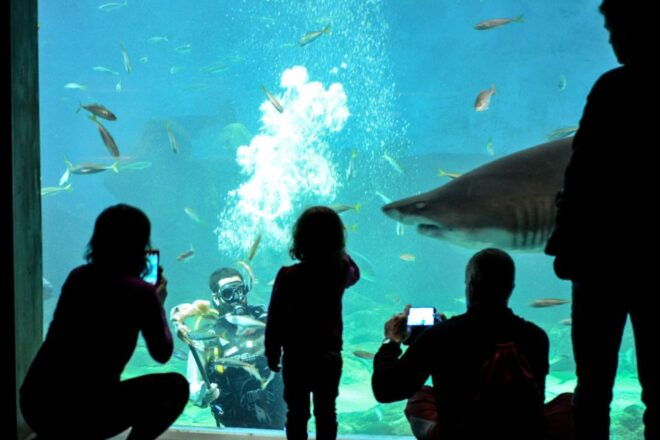 Seville: Minibus Tour, Aquarium and River Cruise - Language Options