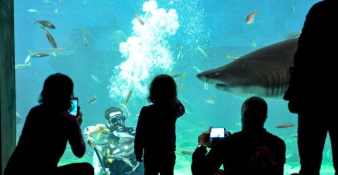 Seville: Minibus Tour, Aquarium and River Cruise - Activity Description