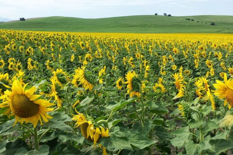 Seville: Private One-Way Transfer From Seville to Ronda - Experience Highlights