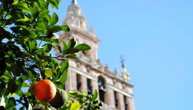 Seville Three Cultures Tour - Discovering Jewish Seville