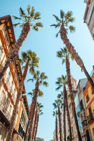 Seville: Transfer to Málaga With Visit to Ronda - Frequently Asked Questions
