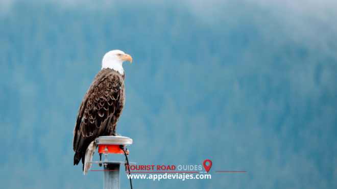 Seward: Audio for Self-Guided - Indigenous Culture and History