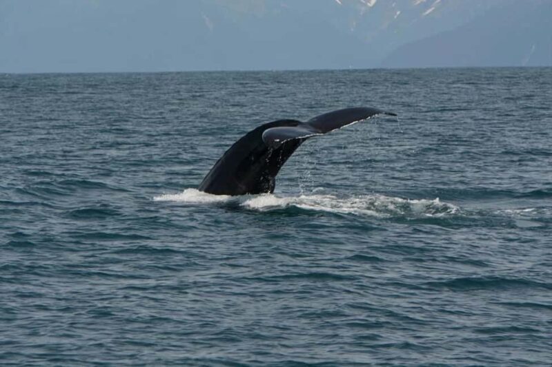 Seward: Captain's Choice Kenai Fjords National Park Tour - Who Will Love This Tour