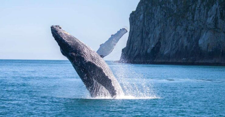 Seward: Kenai Fjords National Park 6-Hour Cruise - Activity Details for the Kenai Fjords National Park 6-Hour Cruise