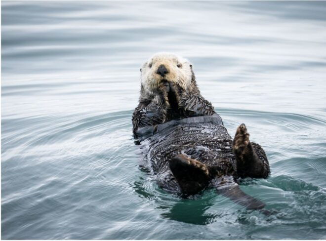 Seward: Kenai Fjords National Park 6-Hour Cruise - Product Details of the Kenai Fjords National Park 6-Hour Cruise