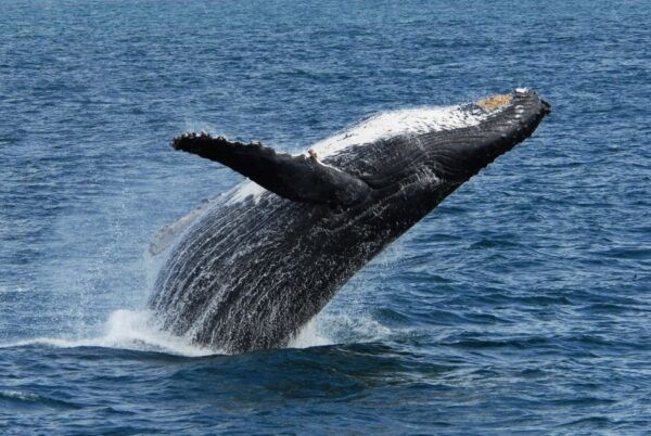 Seward: Kenai Fjords National Park Extended Cruise - Wildlife Sightings