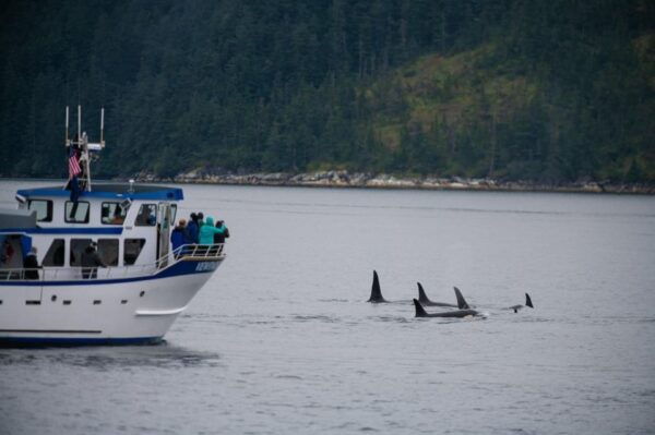Seward: Kenai Fjords National Park Extended Cruise - Glaciers and Scenery