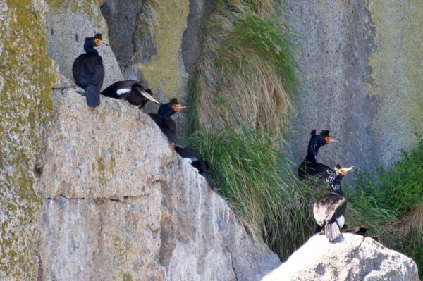 Seward: Kenai Fjords National Park Extended Cruise - Booking and Departure Details