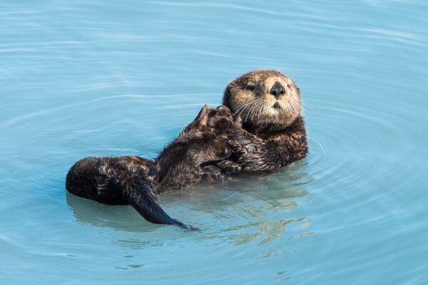 Seward: Kenai Fjords National Park Extended Cruise - Common Questions