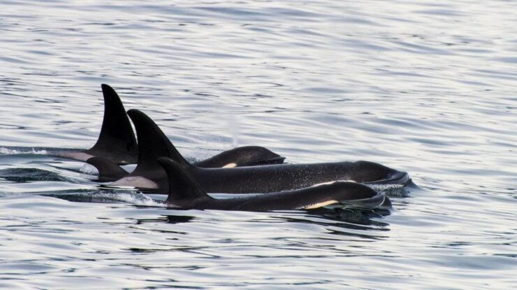Seward: Resurrection Bay and the Kenai Fjords Orca Cruise - Activity Details