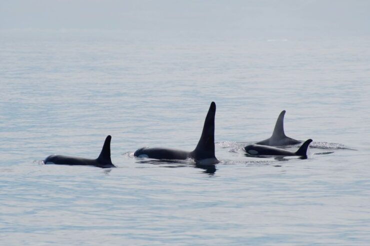 Seward: Resurrection Bay and the Kenai Fjords Orca Cruise - Free Cancellation and Flexible Payment