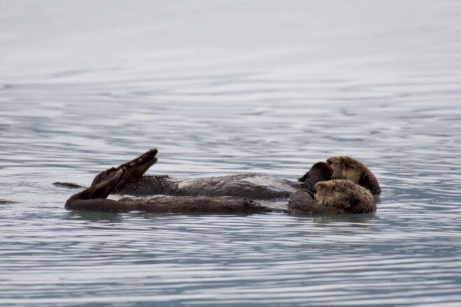 Seward: Resurrection Bay and the Kenai Fjords Orca Cruise - Marine Wildlife Sightings and Hydrophone Experience