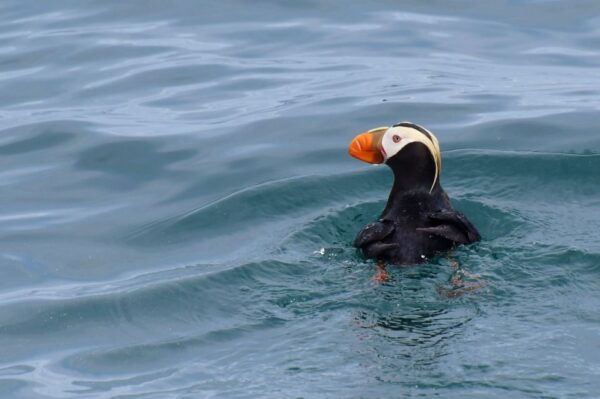 Seward: Resurrection Bay and the Kenai Fjords Orca Cruise - Common Questions