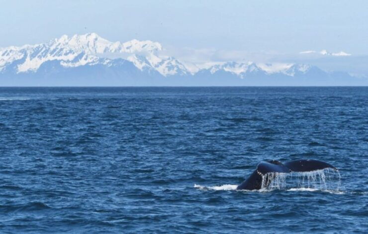 Seward: Spring Wildlife Guided Cruise With Coffee and Tea - Explore Resurrection Bay and the Kenai Mountains