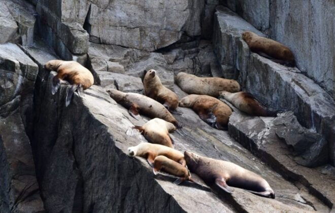 Seward: Spring Wildlife Guided Cruise With Coffee and Tea - Relax and Enjoy the Stunning Views During the Cruise