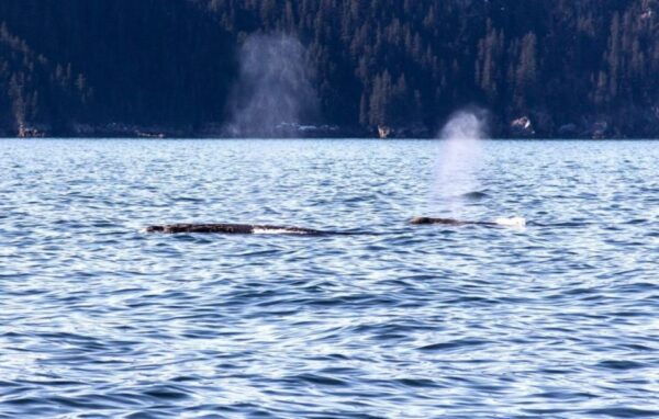 Seward: Spring Wildlife Guided Cruise With Coffee and Tea - Capture Memorable Moments and Wildlife Encounters