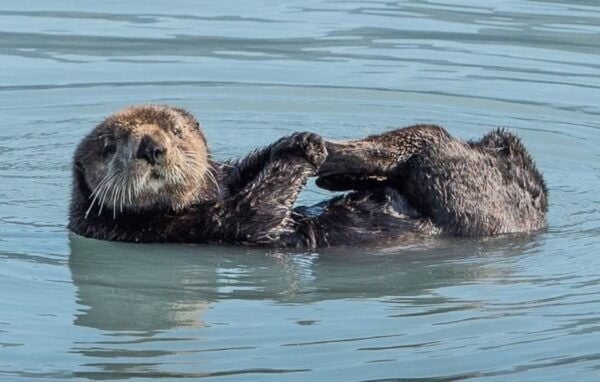 Seward: Spring Wildlife Guided Cruise With Coffee and Tea - Common Questions