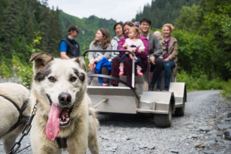 Seward: Summer Dog Sled Ride and Seavey Estate Tour - Experience Magical Alaskan Dog Sledding