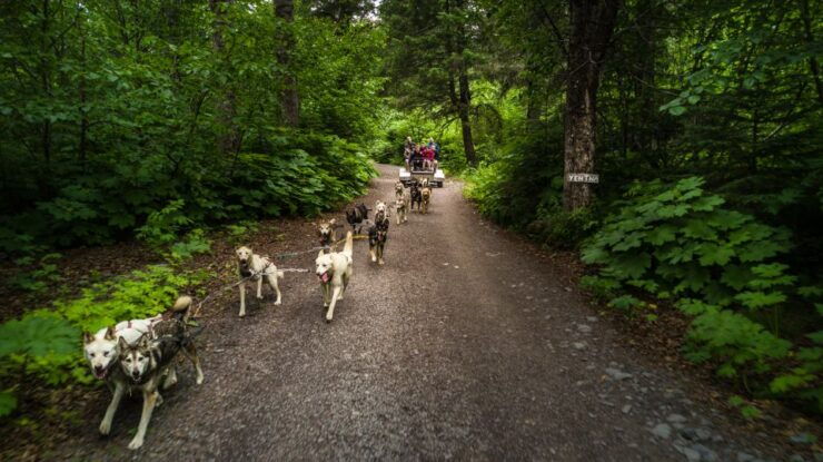 Seward: Summer Dog Sled Ride and Seavey Estate Tour - Tour Seavey Kennel With Iditarod Champion