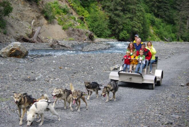Seward: Summer Dog Sled Ride and Seavey Estate Tour - Ride Wheeled Dog Sled in Seward