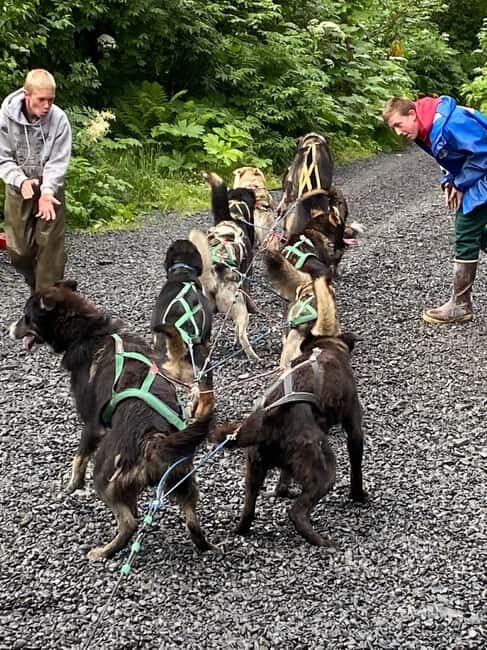 Seward: Turning Heads Kennel Tour & Dog Sled Ride - An Authentic Look at the Kennel Experience