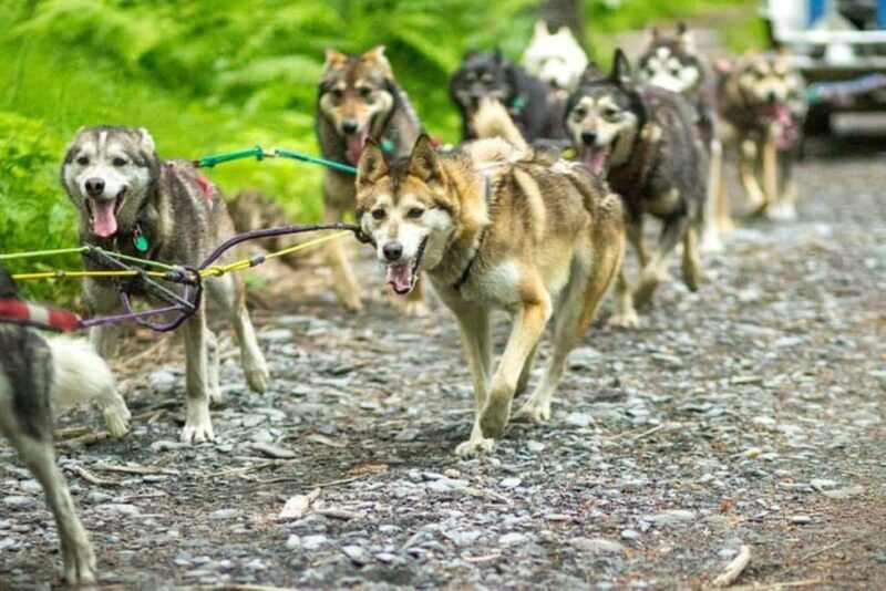 Seward: Turning Heads Kennel Tour & Dog Sled Ride - Learning the Art of Mushing