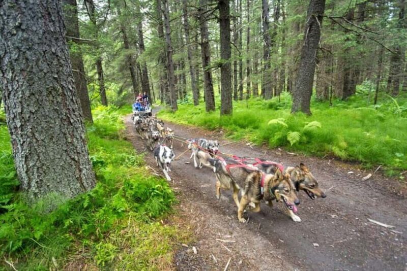Seward: Turning Heads Kennel Tour & Dog Sled Ride - Final Thoughts