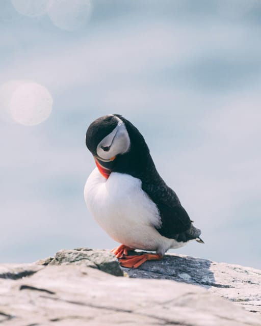 Seydisfjordur: Scenic Drive and Puffins Half-Day Trip - Good To Know