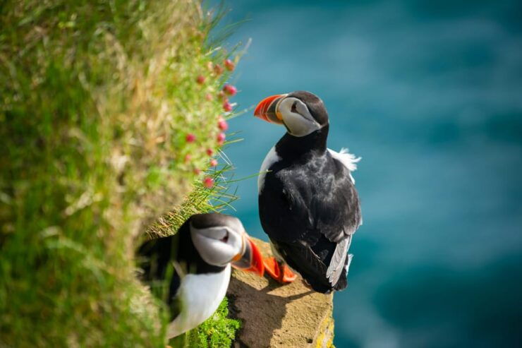 Seydisfjordur: Scenic Drive and Puffins Half-Day Trip - Itinerary Highlights